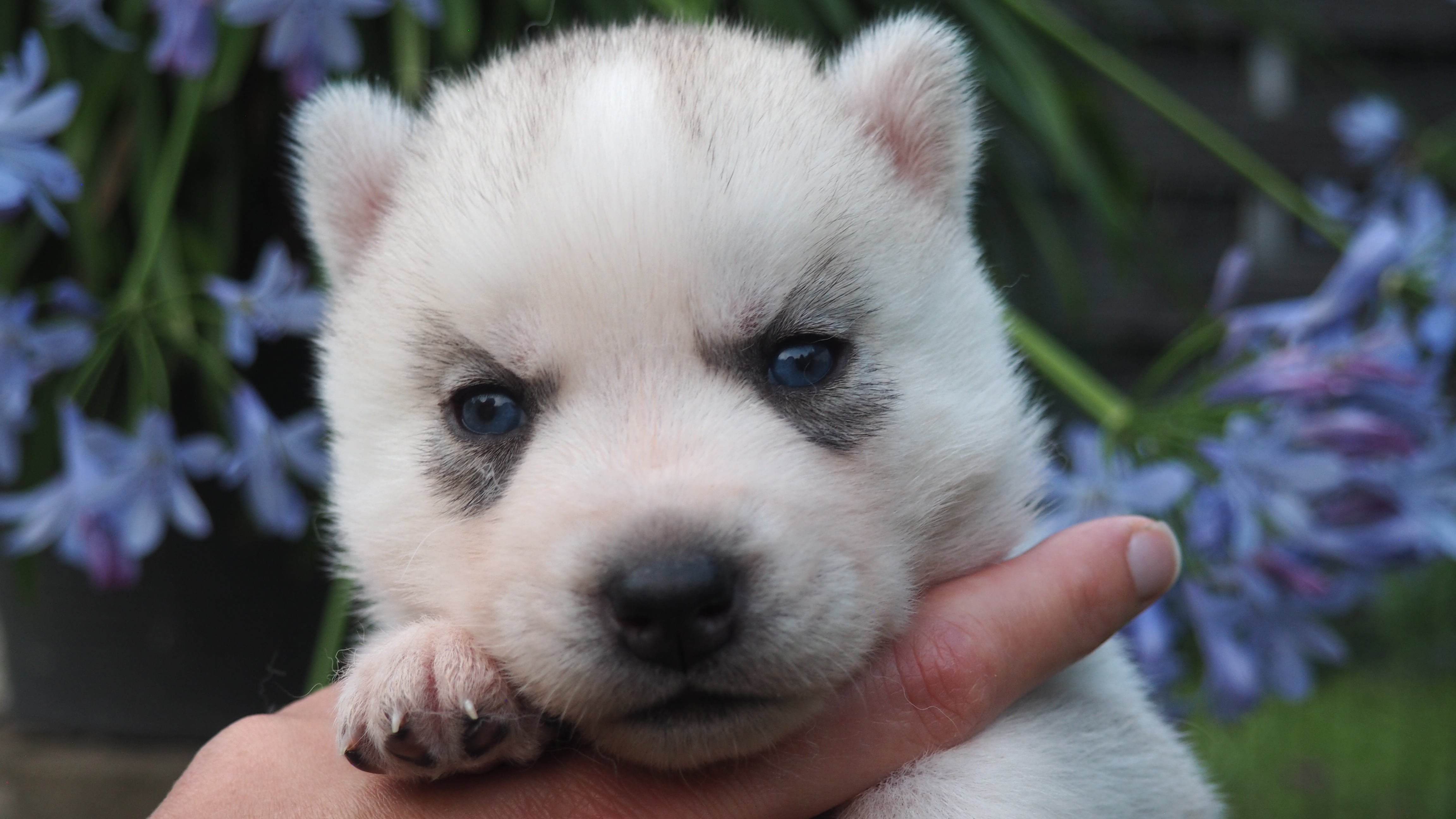 Jurassic Dreamland - Siberian Husky