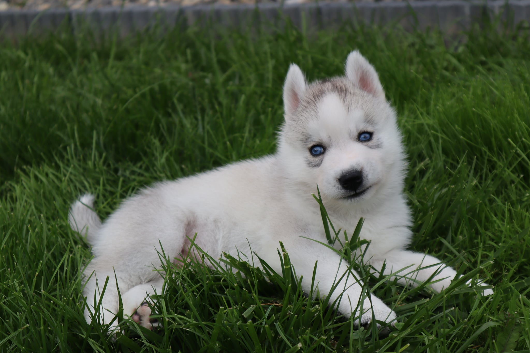 Jurassic Dreamland - Siberian Husky